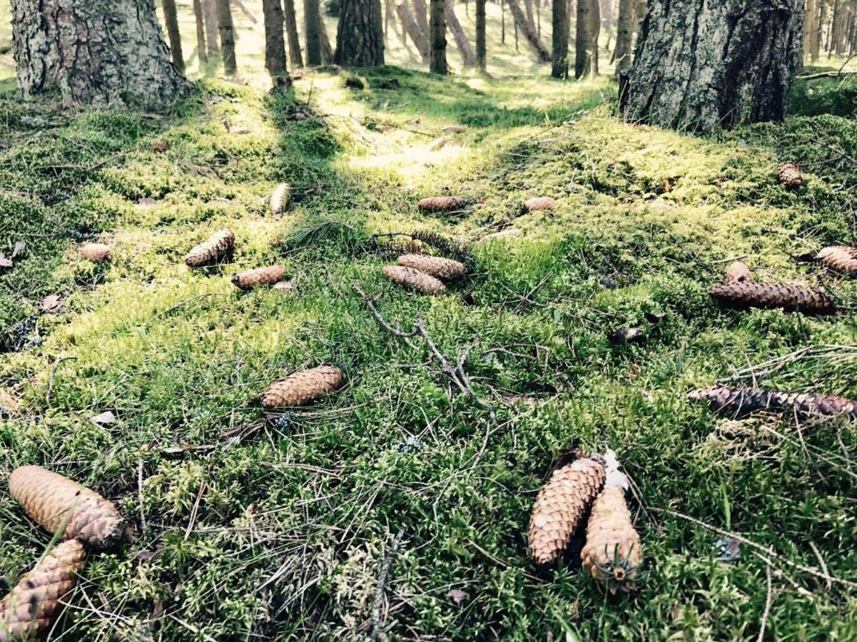 Apartments Isle Of Pinecones Nida Kültér fotó